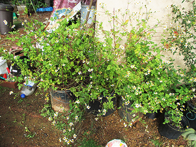 Bidens pilosa plants in full growth